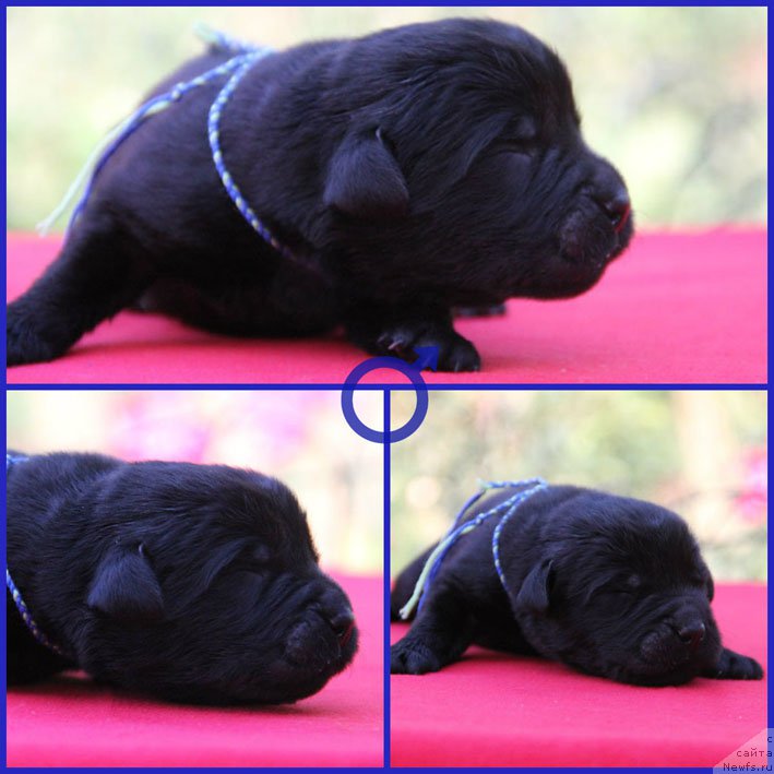 Фото: ньюфаундленд Жан-Жак с Берега Дона (Zhan-Zhak s Berega Dona)