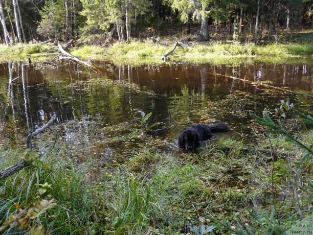 Фото: ньюфаундленд Берта (Berta)