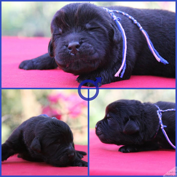 Фото: ньюфаундленд Жорж с Берега Дона (Zhorzh s Berega Dona)