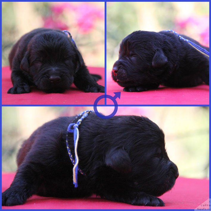 Фото: ньюфаундленд Жермен с Берега Дона (Zhermen s Berega Dona)