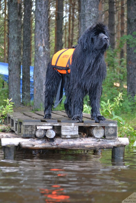 Фото: ньюфаундленд Акватория Келвин Шарлиз (Aquatoriya Kelvin Sharliz)