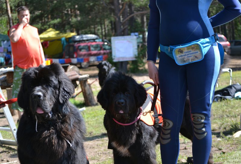 Фото: ньюфаундленд Назар Вятский Медведь (Nazar Vyatskiy Medved)