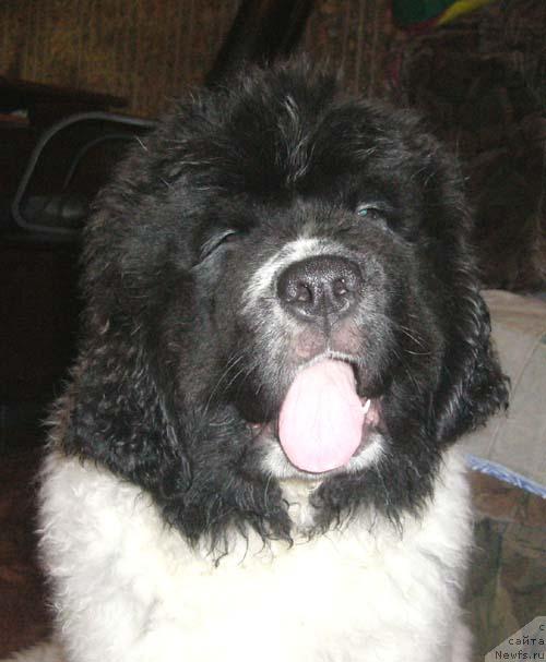 Фото: ньюфаундленд Супер Бизон Батон