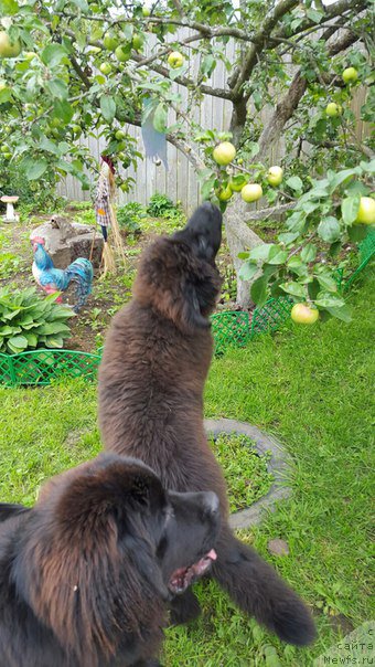 Фото: ньюфаундленд Дон с Берега Дона (Don s Berega Dona), ньюфаундленд Вперед Зовущая с Берега Дона (Vpered Zovuschaya s Berega Dona)