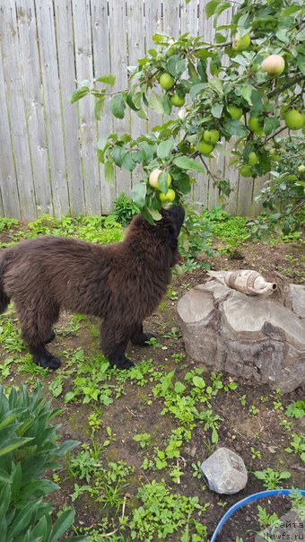 Фото: ньюфаундленд Дон с Берега Дона (Don s Berega Dona)