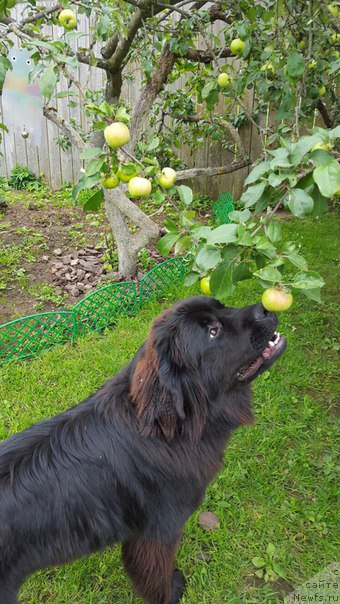 Фото: ньюфаундленд Вперед Зовущая с Берега Дона (Vpered Zovuschaya s Berega Dona)