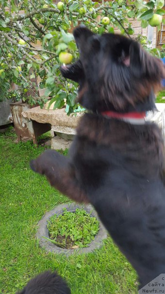 Фото: ньюфаундленд Вперед Зовущая с Берега Дона (Vpered Zovuschaya s Berega Dona)