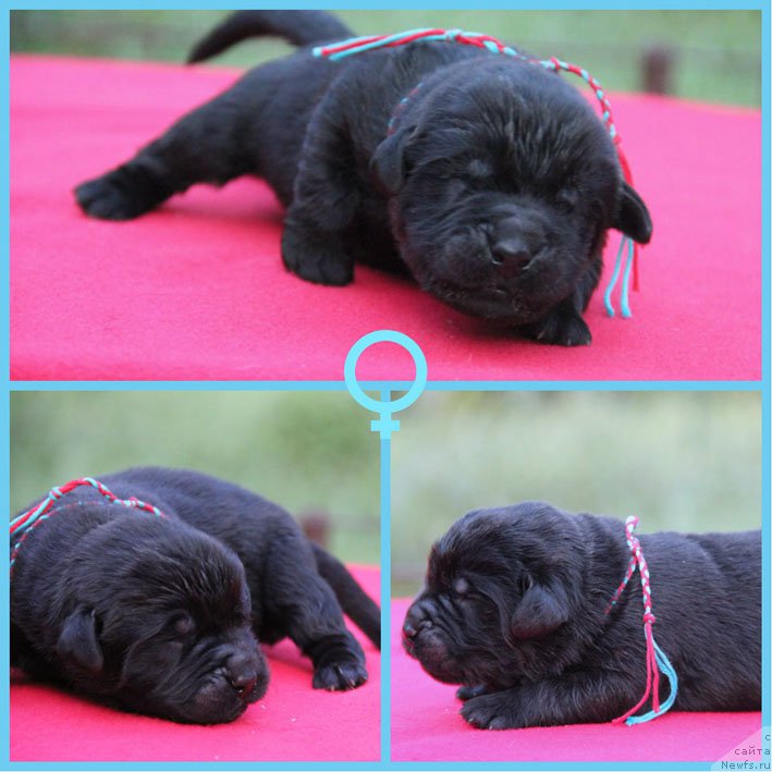 Фото: ньюфаундленд Жюзетта с Берега Дона (Zhjuzetta s Berega Dona)