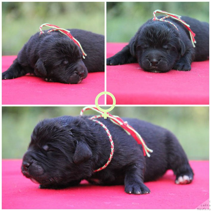 Фото: ньюфаундленд Жанетта с Берега Дона (Zhanetta s Berega Dona)