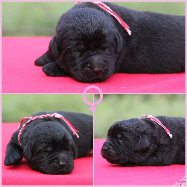 Фото: ньюфаундленд Женриетта с Берега Дона (Zhenrietta  s Berega Dona)