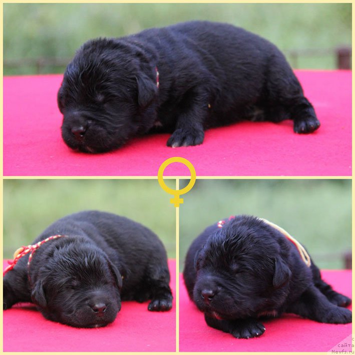 Фото: ньюфаундленд Живетта с Берега Дона (Zhivetta s Berega Dona)