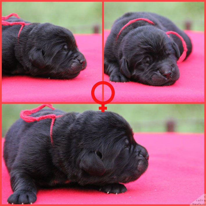 Фото: ньюфаундленд Жизетта с Берега Дона (Zhizetta s Berega Dona)