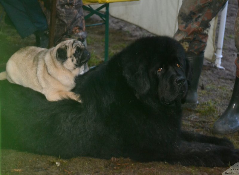 Фотография № 187718