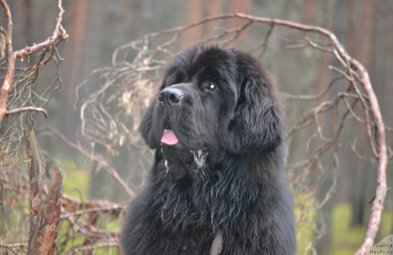 Фото: ньюфаундленд Назар Вятский Медведь (Nazar Vyatskiy Medved)