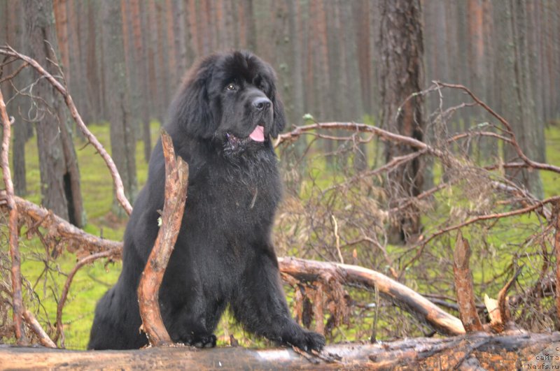 Фото: ньюфаундленд Назар Вятский Медведь (Nazar Vyatskiy Medved)