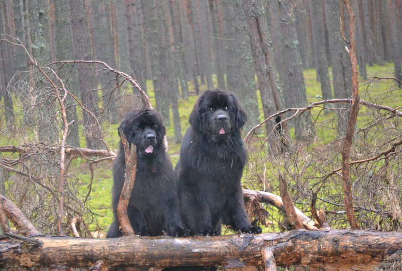 Фотография № 187729