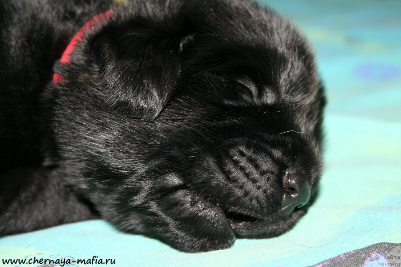 Фото: ньюфаундленд Черная Мафия Асе ин тхе Холе (Chernaya Mafia Ace in the Hole)