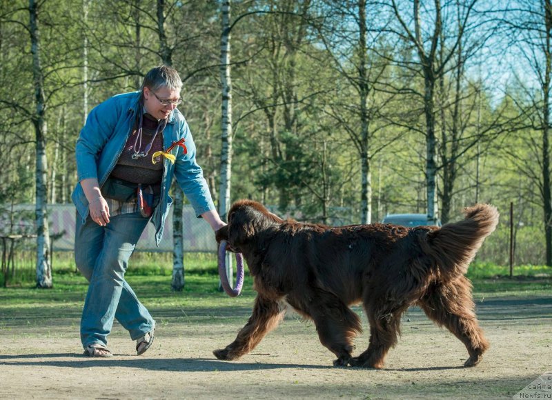 Фото: ньюфаундленд Акватория Келвин Хизер Хани (Aquatoriya Kelvin Heather Honey), Екатерина Бенкен