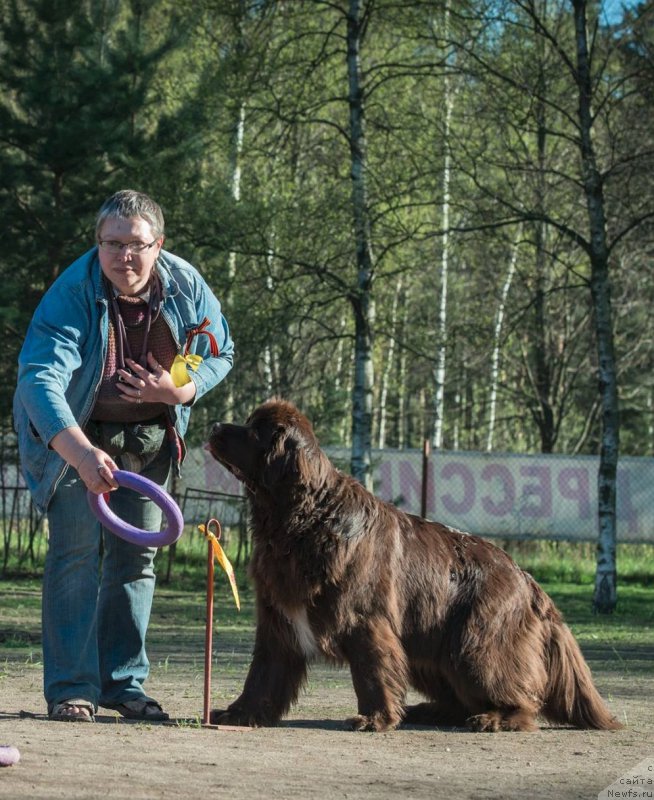 Фото: ньюфаундленд Акватория Келвин Хизер Хани (Aquatoriya Kelvin Heather Honey), Екатерина Бенкен