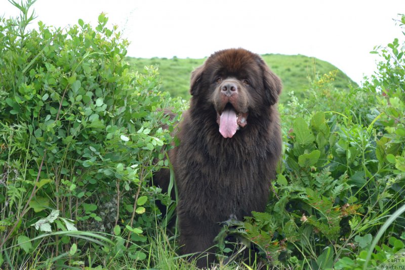 Фото: ньюфаундленд Акватория Келвин Риверданс (Aquatoriya Kelvin Riverdance)