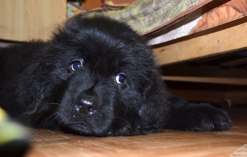 Фотография № 187754