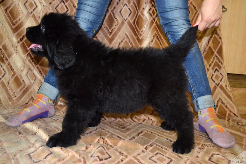 Фото: ньюфаундленд Перпи Маин