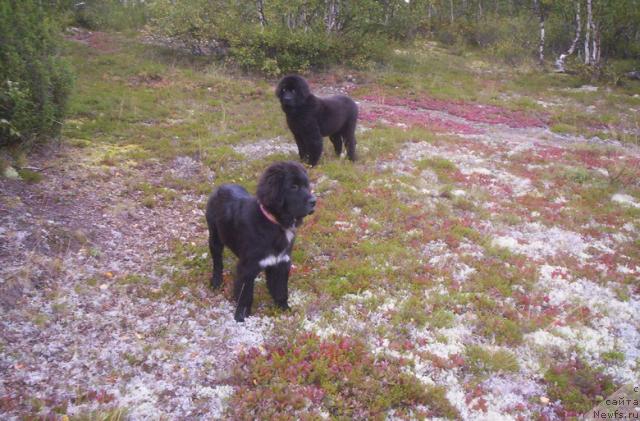 Фото: ньюфаундленд Сент Джонс Пенелопа Крус, ньюфаундленд Глория Гранд Блек