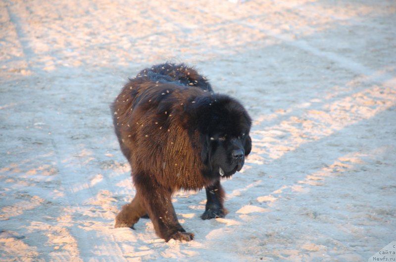 Фото: ньюфаундленд Бегущая по Волнам Чойс оф Фибоначчи (Begushaya po Volnam Choice of Fibonacci)