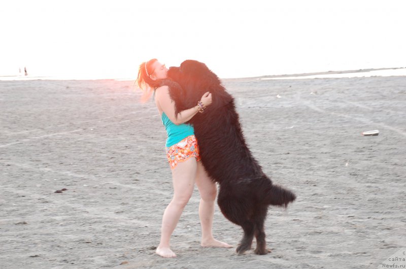 Фото: ньюфаундленд Бегущая по Волнам Чойс оф Фибоначчи (Begushaya po Volnam Choice of Fibonacci)