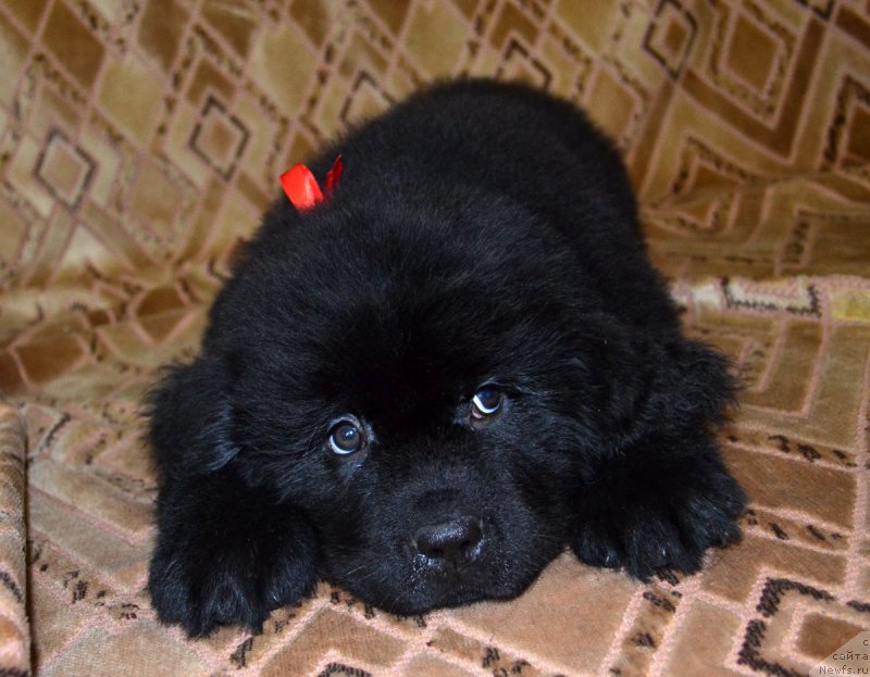 Фотография № 187763