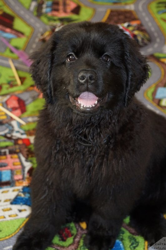 Фото: ньюфаундленд Аристократическая Штучка