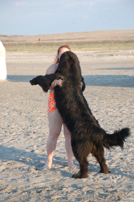 Фото: ньюфаундленд Бегущая по Волнам Чойс оф Фибоначчи (Begushaya po Volnam Choice of Fibonacci)