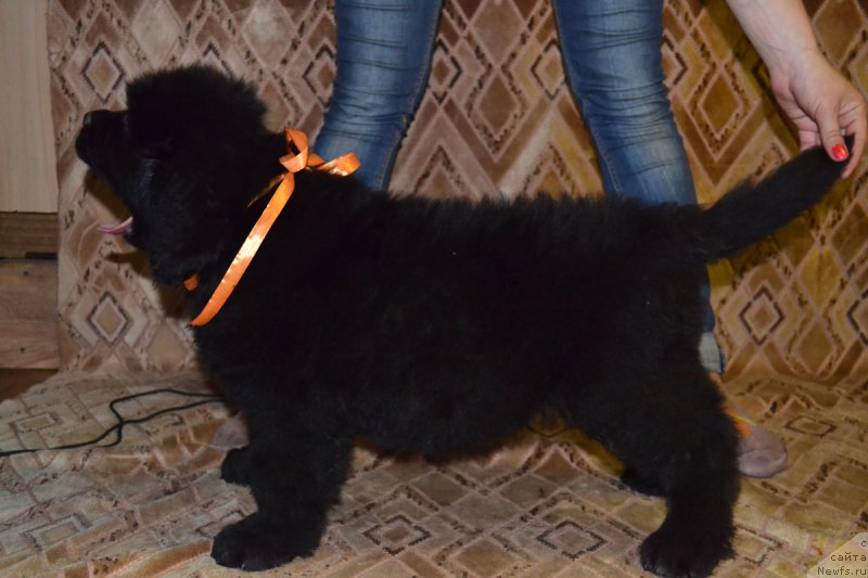 Фото: ньюфаундленд Пьер Ливи