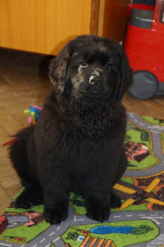 Фото: ньюфаундленд Аристократическая Штучка