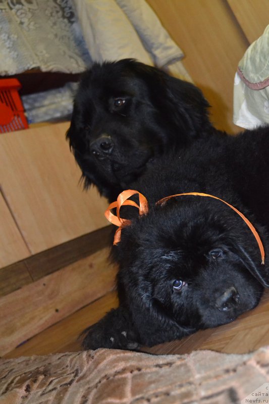 Фотография № 187778