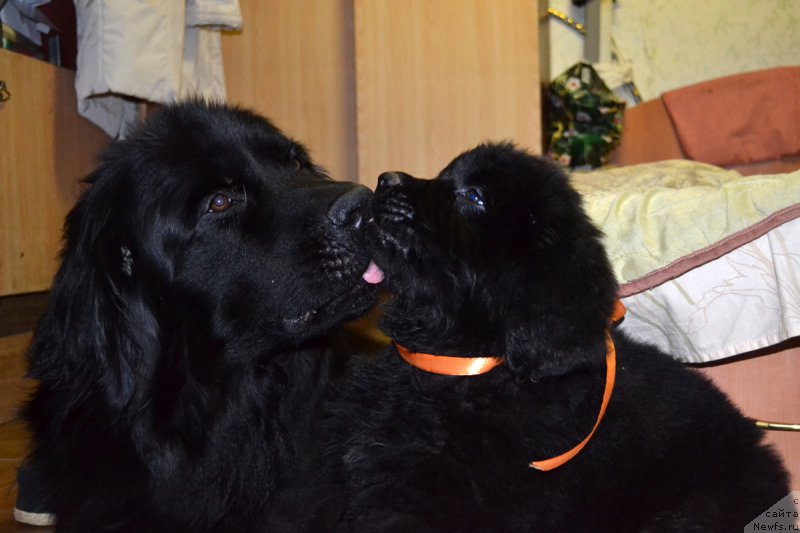 Фотография № 187779