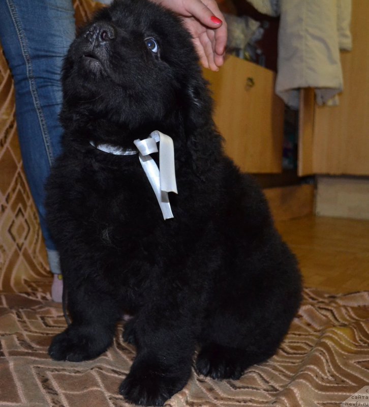 Фотография № 187786