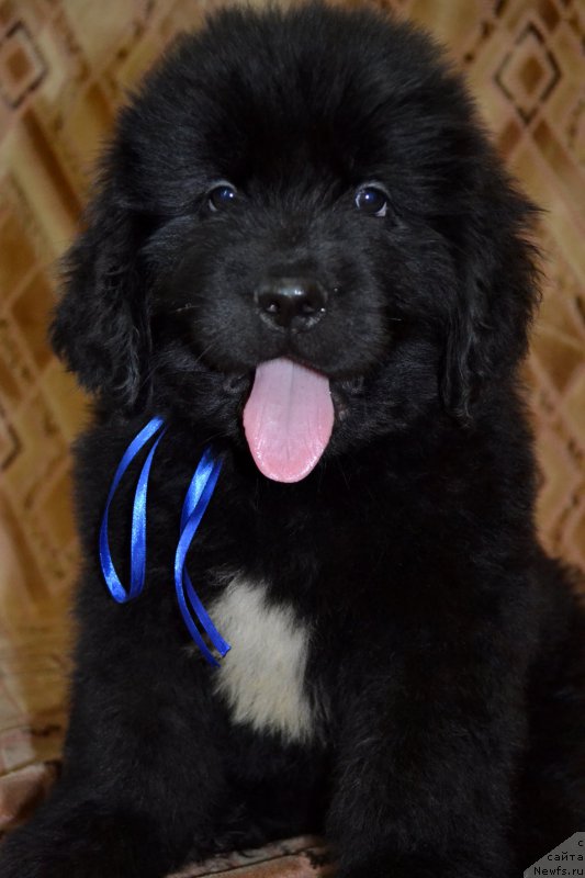 Фотография № 187787