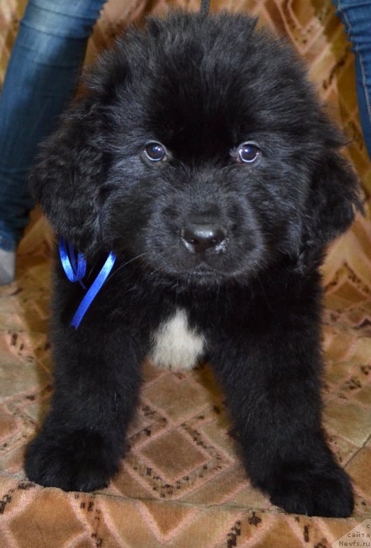 Фотография № 187789