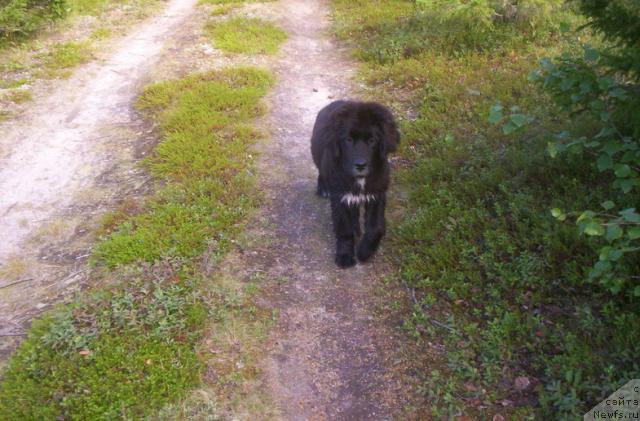 Фото: ньюфаундленд Сент Джонс Пенелопа Крус