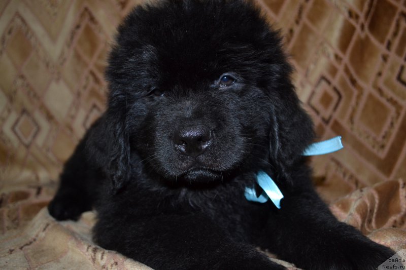 Фотография № 187790