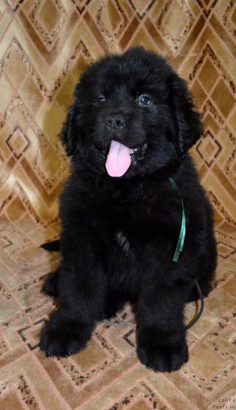 Фотография № 187796