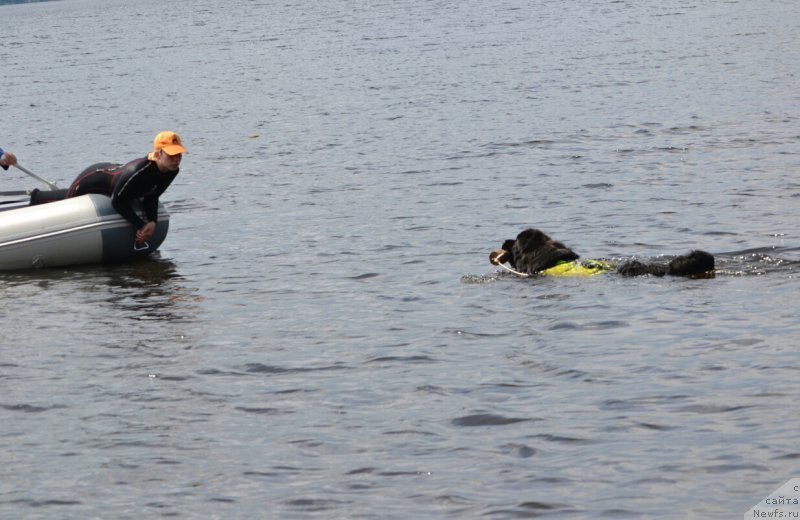 Фото: ньюфаундленд Акватория Келвин Тим Спирит
