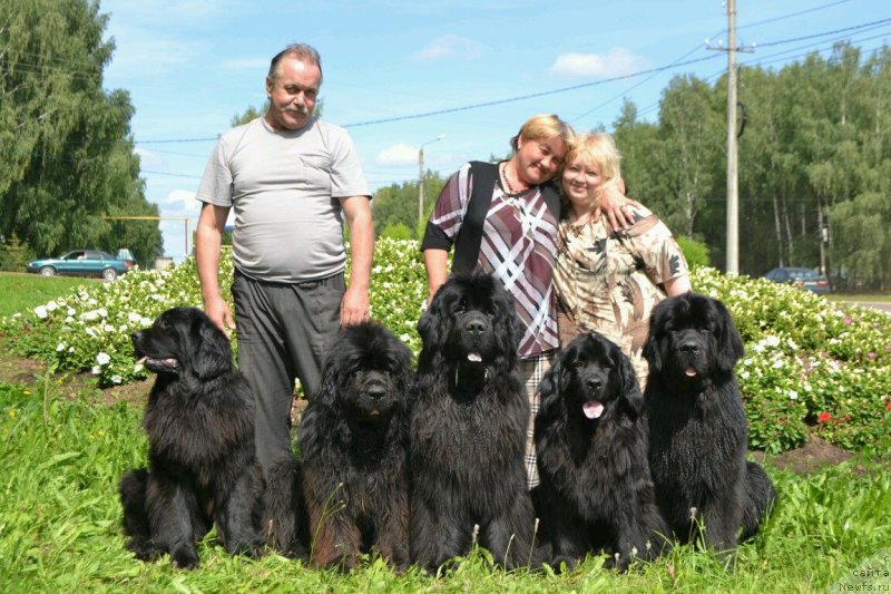 Фото: ньюфаундленд Топтыжка Дон Кихот
