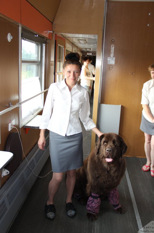 Фото: ньюфаундленд Черный Шарм Ангельская Красота (Chernyi Sharm Angel'skaya Krasota)