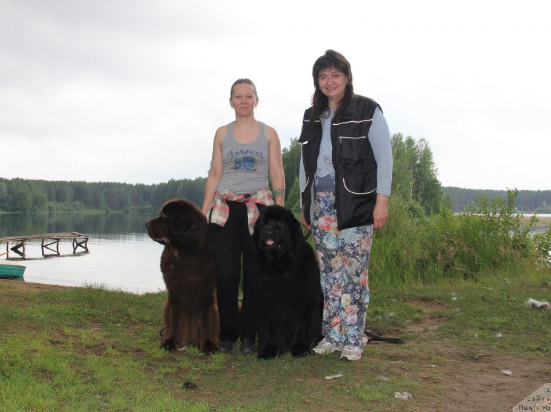 Фото: ньюфаундленд Черный Шарм Ангельская Красота (Chernyi Sharm Angel'skaya Krasota)