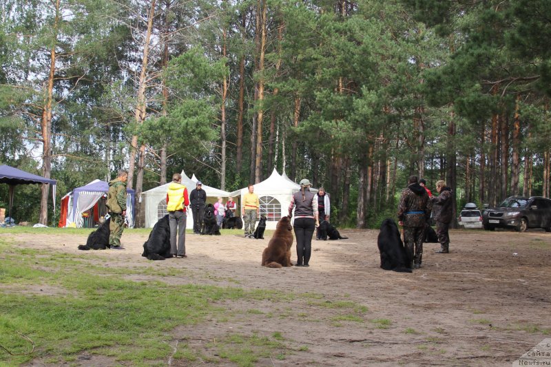 Фото: ньюфаундленд Черный Шарм Ангельская Красота (Chernyi Sharm Angel'skaya Krasota)