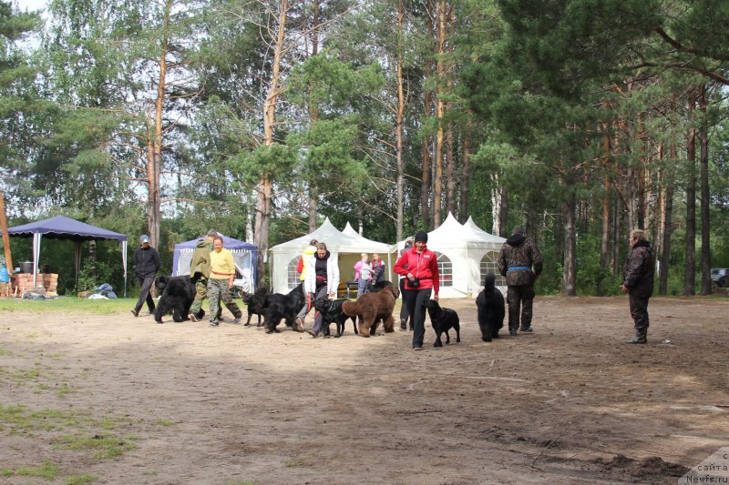 Фото: ньюфаундленд Черный Шарм Ангельская Красота (Chernyi Sharm Angel'skaya Krasota)