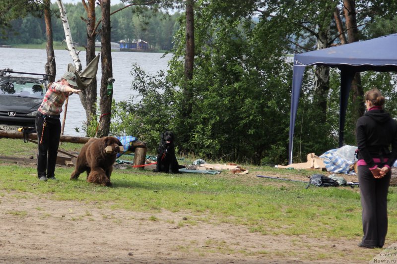Фото: ньюфаундленд Черный Шарм Ангельская Красота (Chernyi Sharm Angel'skaya Krasota)