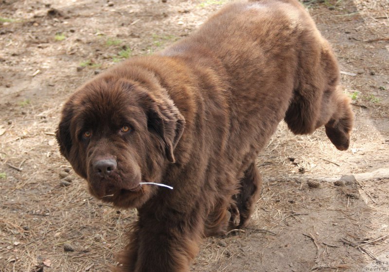 Фотография № 187874